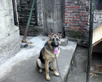 zvqr