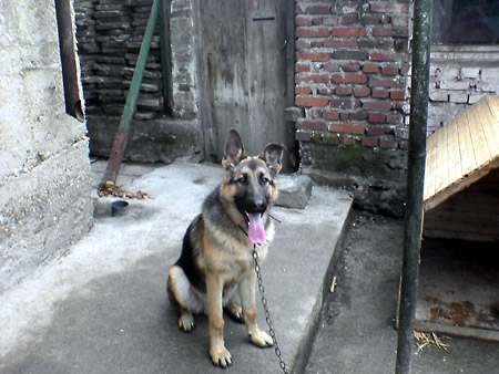 zvqr