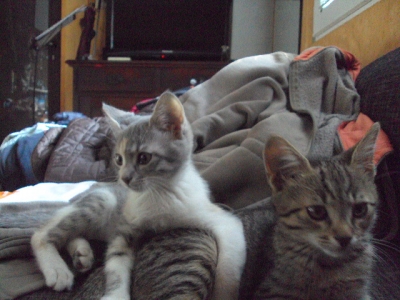 Две котета - мъжко и женско на 3 месеца