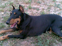 doberman