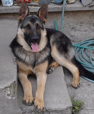 Roko