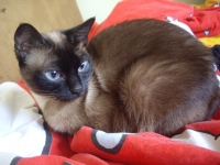 Pepi