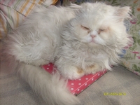 Roshko