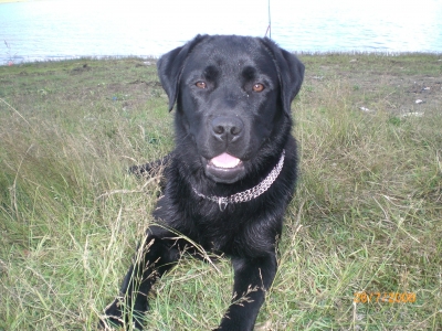 labrador retrivar