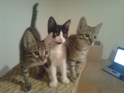 Три котенца-сладурчета си търсят стопани