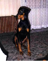 barkli