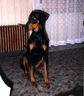 barkli