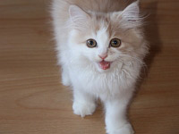 Коте 1 и Коте 2
