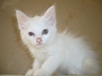 КОТЕ