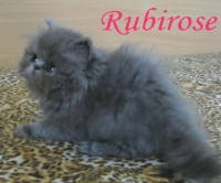 Sinuo persijche s FIFe rodoslovie ot Rubirose
