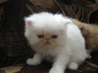 persijcheta