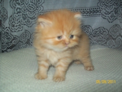 Персийски котета