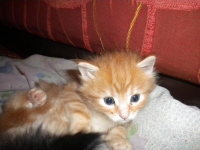 Beri