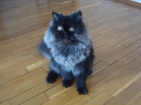 Tom