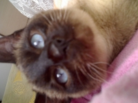 Tibi