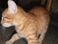 Ferdinand