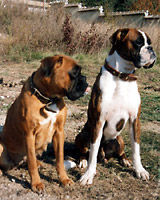 Shagra&Jappi
