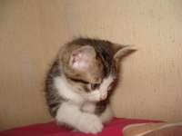 Bochko