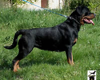Izzi Geriat`s Merry Dogs