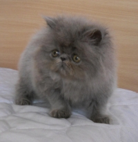 Sinuo persijche