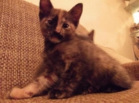 Bebe kotentse
