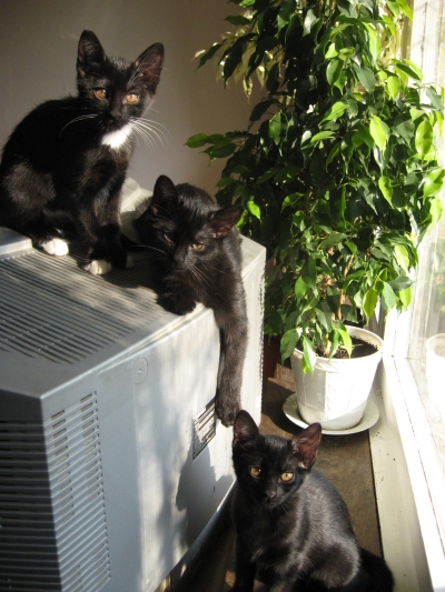 Три котета си търсят дом
