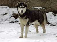 Айс