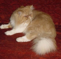  PERSIJKA I PERSIETs