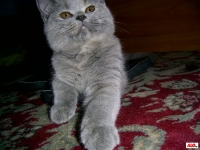 Titi