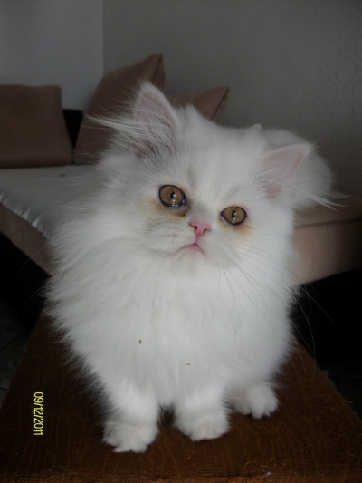 Бяло персийско котенце на 3 месеца