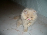 lyki