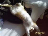 mishko