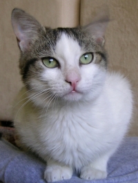 Kiro
