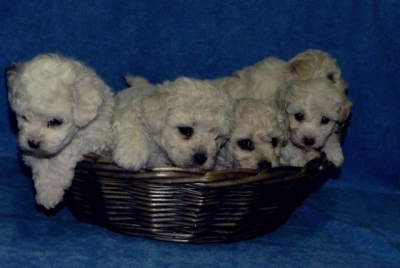 Бишон Фризе кученца внос от Сърбия