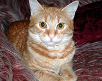 Pisanka