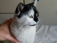 Pisi