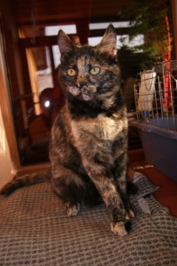 Rozi