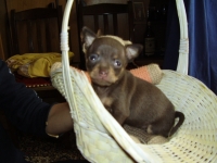 Small toy Antonia