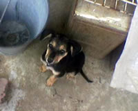 Liza