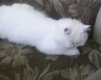 Ambyr
