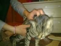 matsa