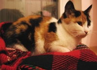Mechi
