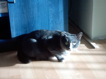 Miki