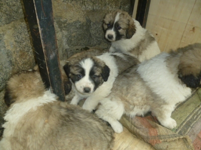 Продавам Кавказки овчарки