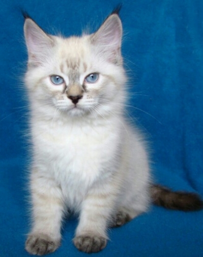 Регистриран развъдник продава сибирско котенце