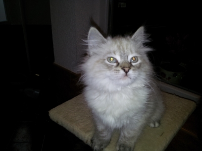 Регистриран развъдник продава сибирско котенце