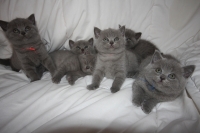 Британски сини котенца
