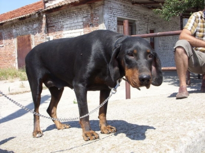 Лудогорско гонче.