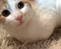 Kimi