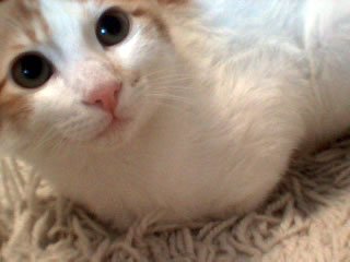 Kimi